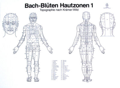 Poster zones cutanés 1