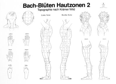 Poster zones cutanés 2